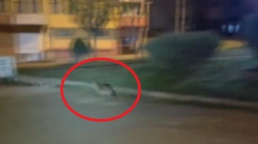 Sinop&rsquo;ta a&ccedil; kalan &ccedil;akal şehir merkezine indi