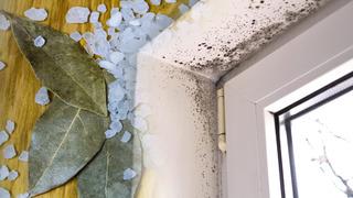 Evde nem ve küf sorununa ekonomik 2 doğal yöntem 