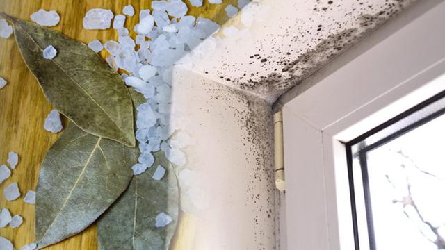 Evde nem ve küf sorununa ekonomik 2 doğal yöntem 