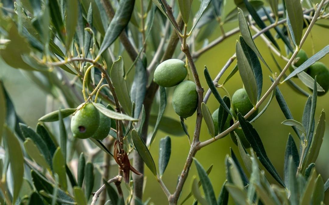 TARİŞ, zamlı zeytinyağı alım fiyatlarını a&ccedil;ıkladı 1