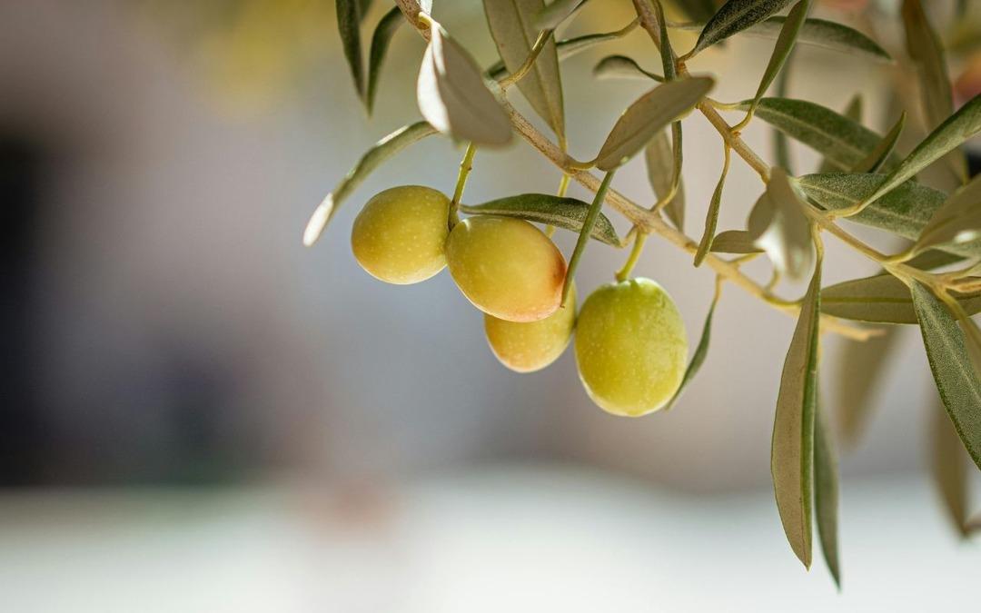 TARİŞ, zamlı zeytinyağı alım fiyatlarını a&ccedil;ıkladı 2