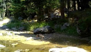 T&uuml;rkiye'de nadir g&ouml;r&uuml;len karaleylek fotokapana yansıdı