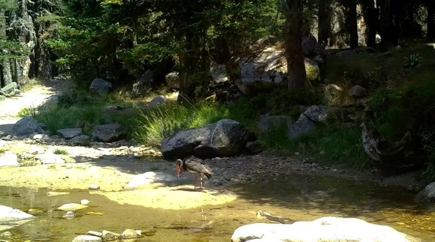 T&uuml;rkiye'de nadir g&ouml;r&uuml;len karaleylek fotokapana yansıdı