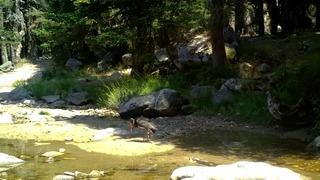Türkiye'de nadir görülen karaleylek fotokapana yansıdı