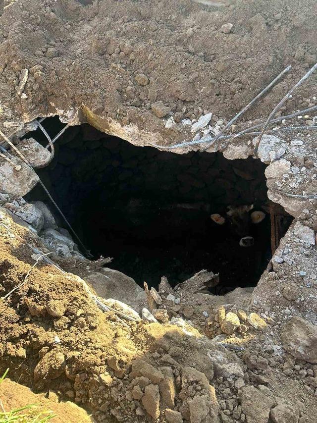 Balıkesir’de kuyuya düşen inek kurtarıldı 5