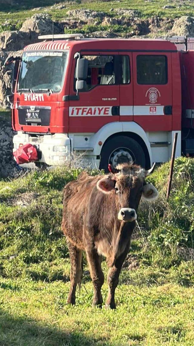 Balıkesir’de kuyuya düşen inek kurtarıldı 3