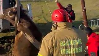 Balıkesir’de kuyuya düşen inek kurtarıldı