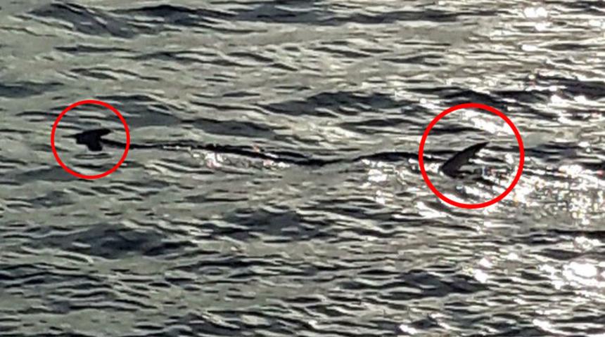 Muğla'da görüldü! Balıkçılar şaştı kaldı!