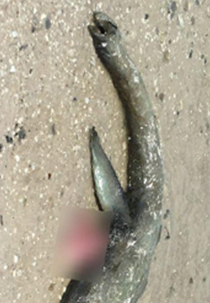 Oltasına takılanı görünce hayrete düştü G5