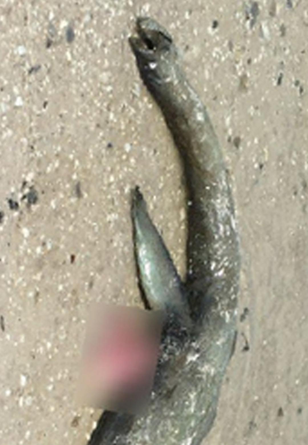 Canavar bir anda kıyıda belirdi! Kimse ne olduğuna anlam veremedi