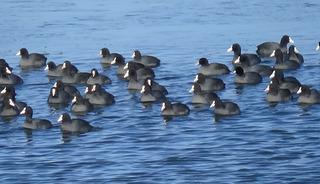 'Yerli Penguenler': Burası Antarktika değil, Kars!
