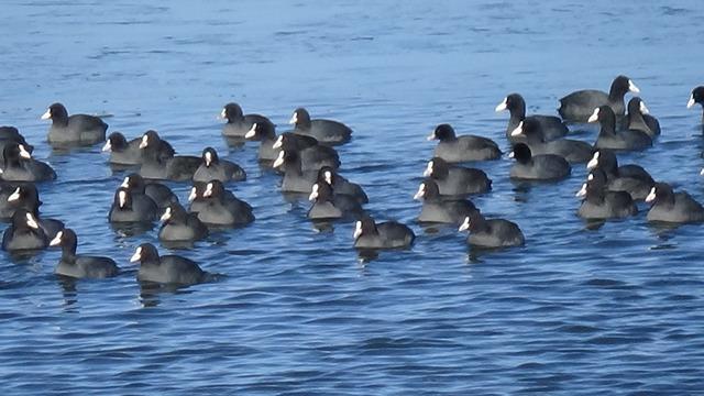 'Yerli Penguenler' eksi 17 derecede! Burası Antarktika değil, Kars 