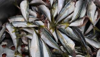 Havaların soğumasıyla birlikte balığa olan rağbet arttı!