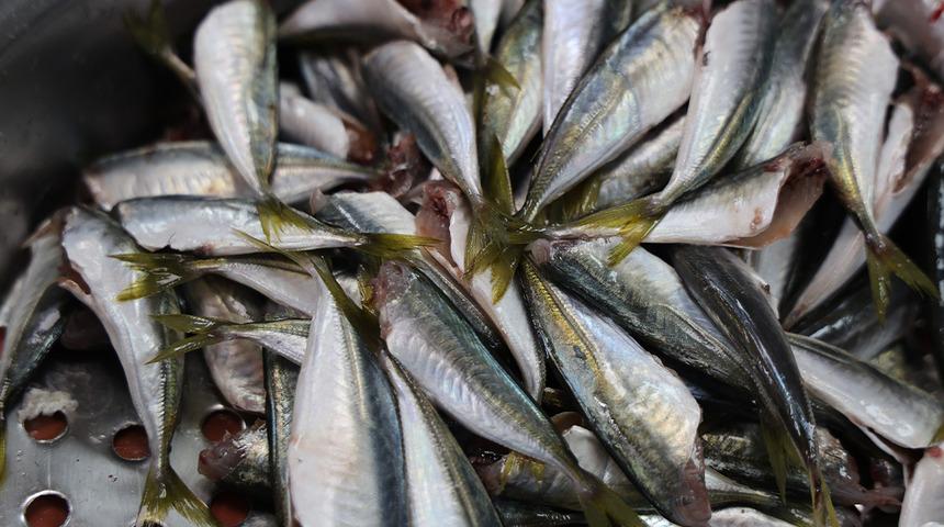 Havaların soğumasıyla birlikte balığa olan rağbet arttı!