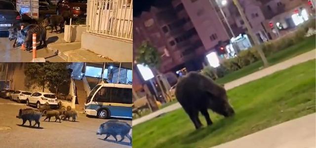 İzmir, sokaklarında domuz s&uuml;r&uuml;leri ile doğal yaşam parkına d&ouml;nd&uuml; 3