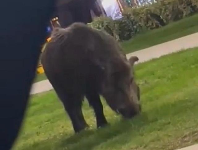İzmir, sokaklarında domuz s&uuml;r&uuml;leri ile doğal yaşam parkına d&ouml;nd&uuml; 2