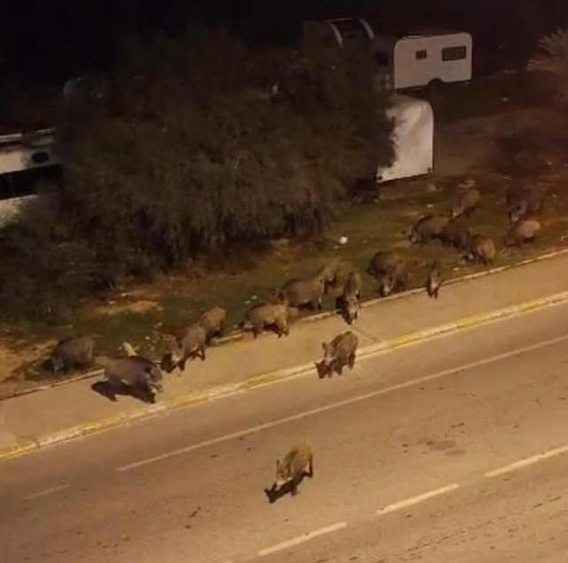 İzmir, sokaklarında domuz s&uuml;r&uuml;leri ile doğal yaşam parkına d&ouml;nd&uuml; 1