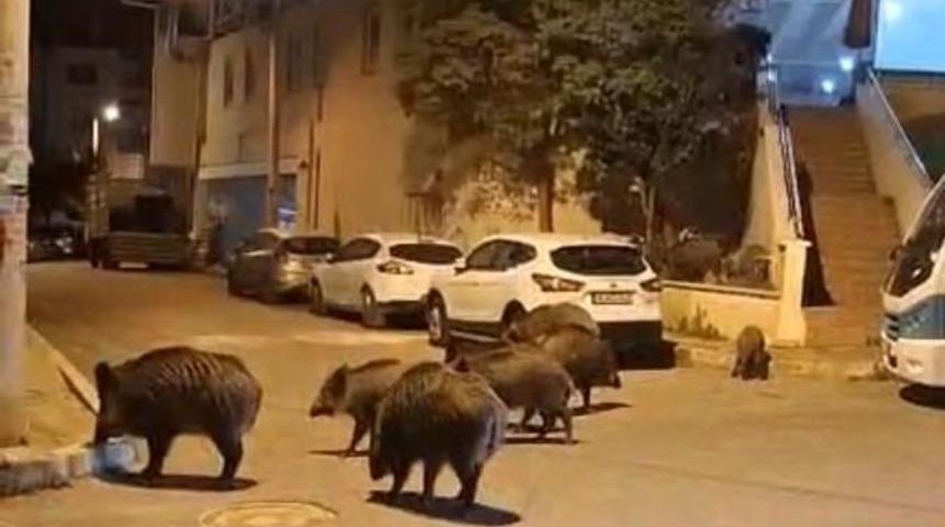 İzmir, sokaklarında domuz s&uuml;r&uuml;leri ile doğal yaşam parkına d&ouml;nd&uuml;
