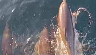 Yunuslar tekneyle yarıştı: Kıyık&ouml;y a&ccedil;ıklarında kartpostallık anlar