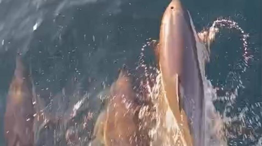 Yunuslar tekneyle yarıştı: Kıyık&ouml;y a&ccedil;ıklarında kartpostallık anlar