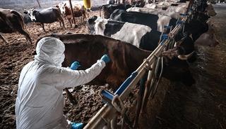 Sakarya'da 37 mahallede şap karantinası başlatıldı