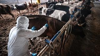 Sakarya'da 37 mahallede şap karantinası başlatıldı