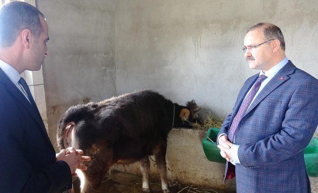 Gözetim altındaki düveye özgürlük yolu göründü