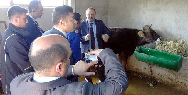 Gözetim altındaki düveye özgürlük yolu göründü