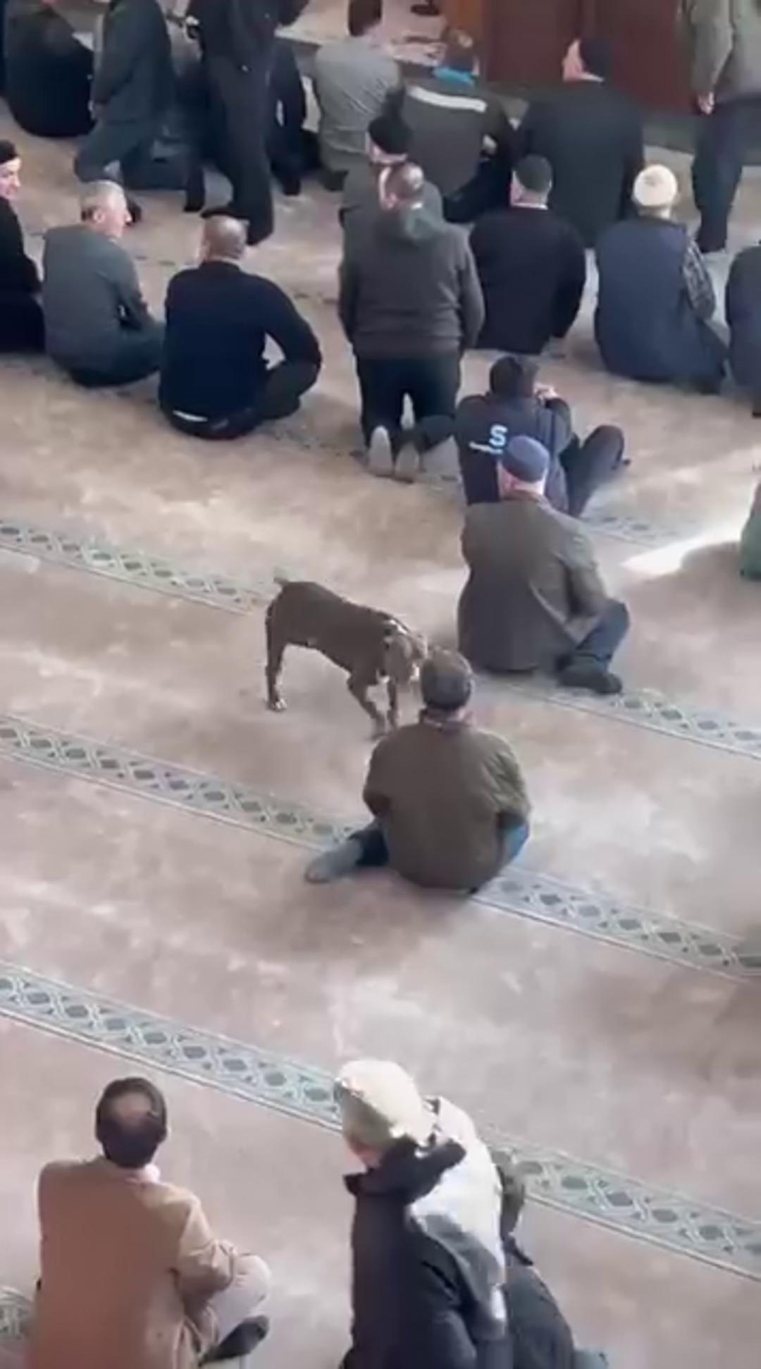 Cuma vaazında korku dolu anlar: Camiye pitbull girdi! 2