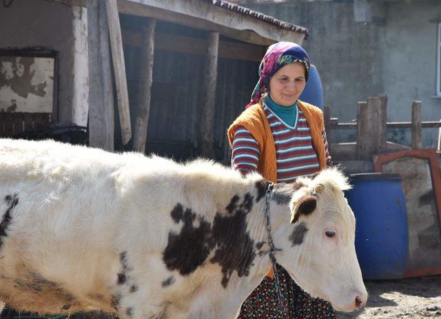 3 çocuk annesi, devletin verdiği 6 inekle ailesini geçindiriyor