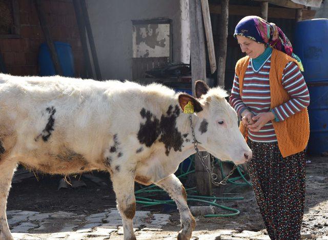 3 çocuk annesi, devletin verdiği 6 inekle ailesini geçindiriyor