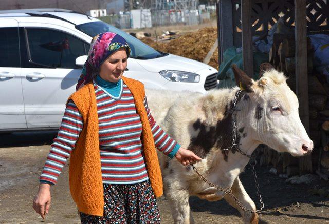 3 çocuk annesi, devletin verdiği 6 inekle ailesini geçindiriyor