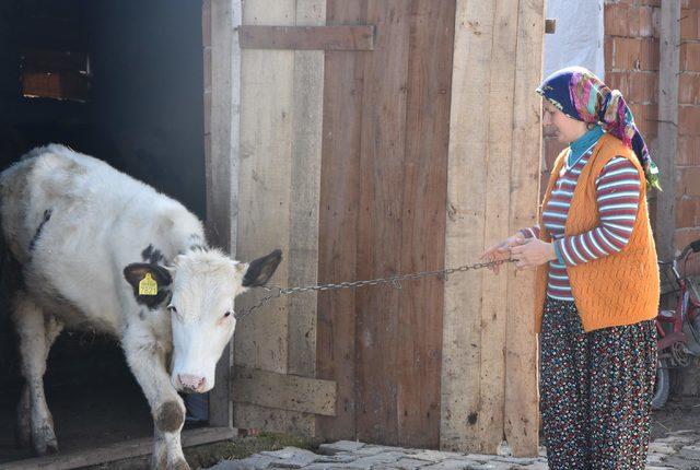 3 çocuk annesi, devletin verdiği 6 inekle ailesini geçindiriyor