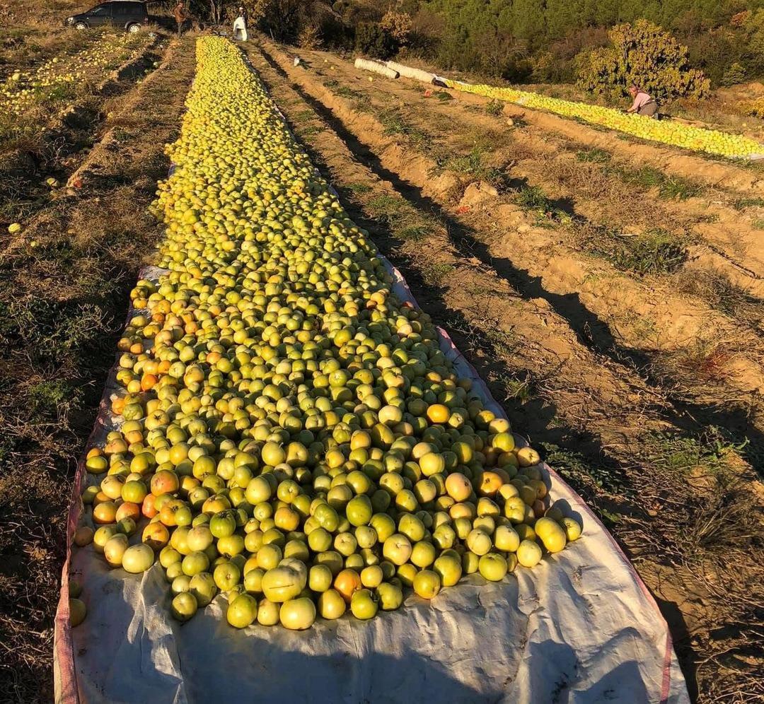 Kırağı vurdu, g&ouml;k domates seraya taşındı! Fiyatı 20-25 TL den satılıyor 1