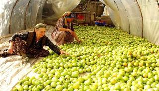 Kırağı vurdu, g&ouml;k domates seraya taşındı