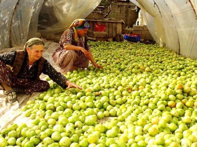 Kırağı vurdu, g&ouml;k domates seraya taşındı! Fiyatı 20-25 TL'den satılıyor