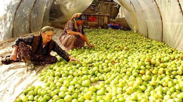 Kırağı vurdu, gök domates seraya taşındı! Fiyatı 20-25 TL'den satılıyor