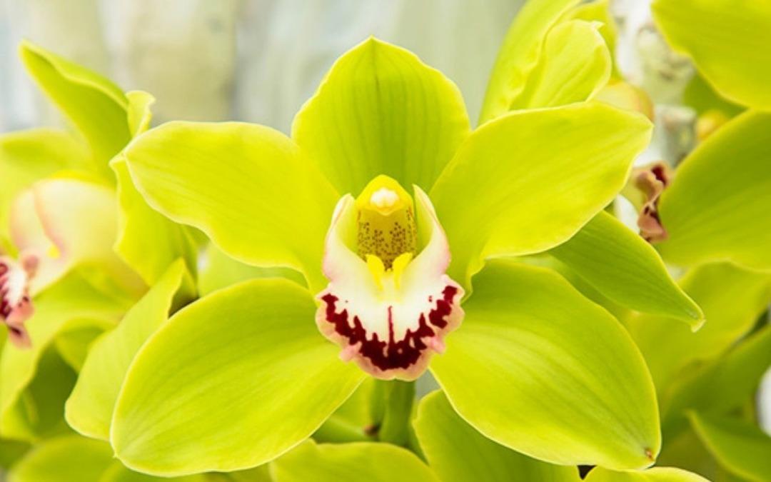 Kimsenin Bilmediği  Mor Altın  Madeni: 1 Kilosu 10 Bin Dolar! 1