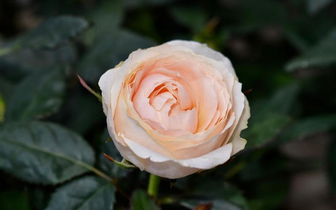 Kimsenin Bilmediği  Mor Altın  Madeni: 1 Kilosu 10 Bin Dolar! 2