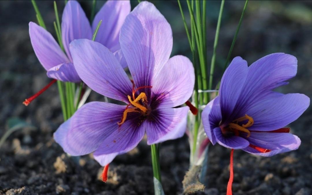 Kimsenin Bilmediği  Mor Altın  Madeni: 1 Kilosu 10 Bin Dolar! 3