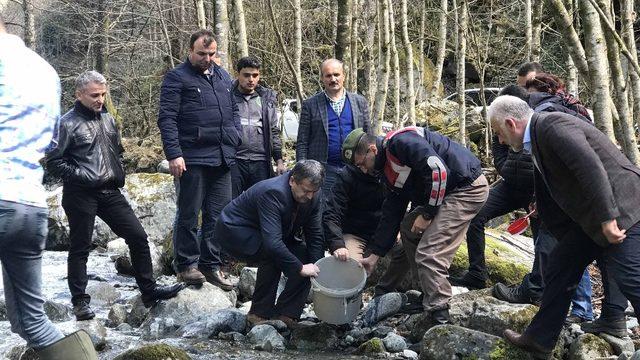 Fırtına Deresine 230 bin yavru alabalık bırakıldı