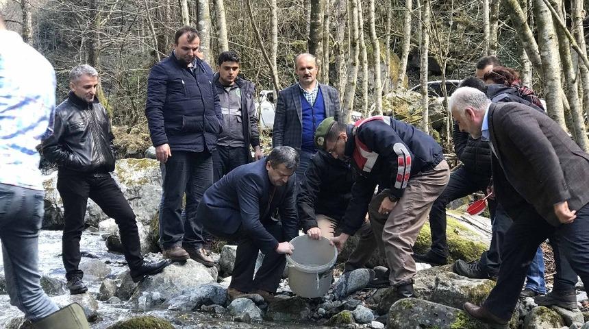 Fırtına Deresine 230 bin yavru alabalık bırakıldı