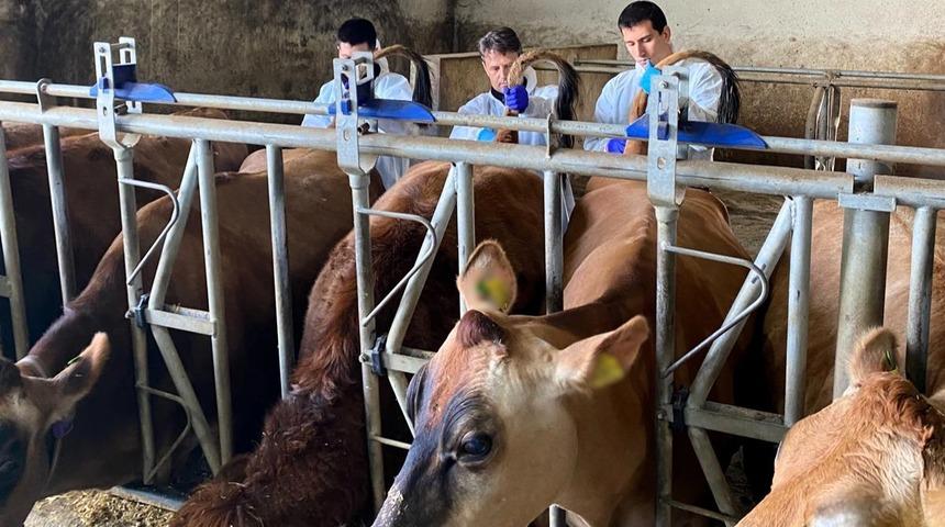 Kırklareli'nde b&uuml;y&uuml;kbaş hayvan işletmelerinde hastalıktan ari kontrolleri