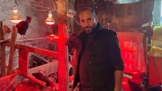 Tavuklara müzikli terapi: Yumurta verimi arttı