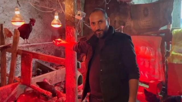 Tavuklara müzikli terapi: Yumurta verimi arttı