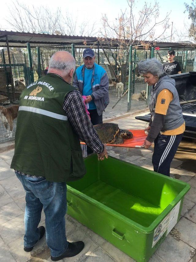 Didim’de bulunan yaralı caretta caretta antibiyotik ve serum tedavisi ile kendine geldi