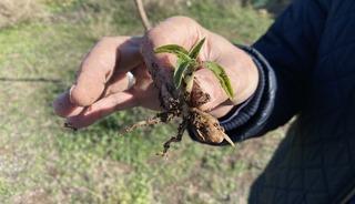 Nesli t&uuml;kenme tehlikesi altında olan salep Eskişehir'de yeniden hayat buluyor