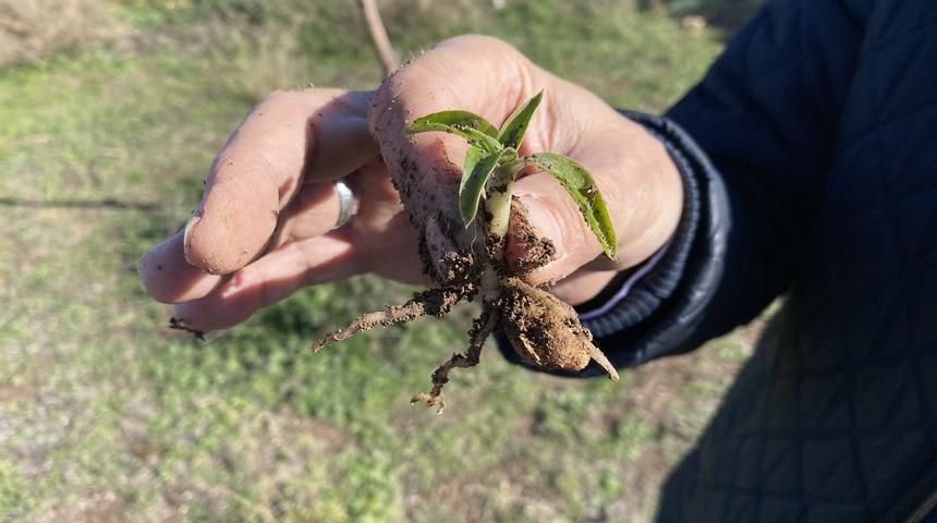 Nesli t&uuml;kenme tehlikesi altında olan salep Eskişehir'de yeniden hayat buluyor