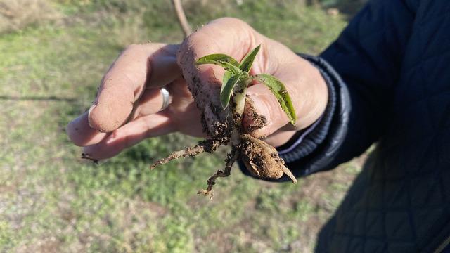 Nesli tükenme tehlikesi altında olan salep Eskişehir'de yeniden hayat buluyor