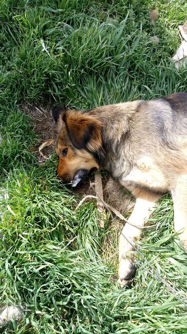 Isparta'da 18 köpek ölüsü bulundu